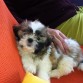 POPI